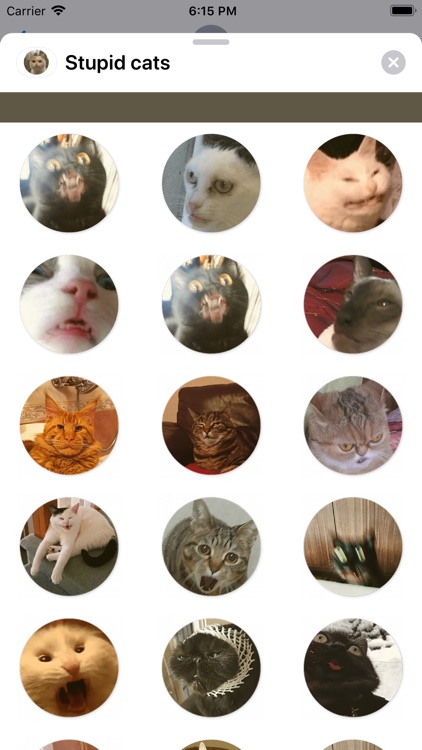 Stupid cats Stickers