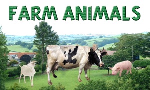 Sounds of Farm Animals