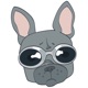 Dusty the Bulldog app icon - Stickers app for iPhone