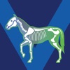 Bone Viewer - Horse Skeleton