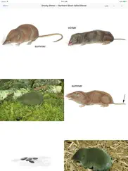 mammals of north america lite ipad images 4