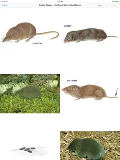 Mammals of North America LITE iPad image 4