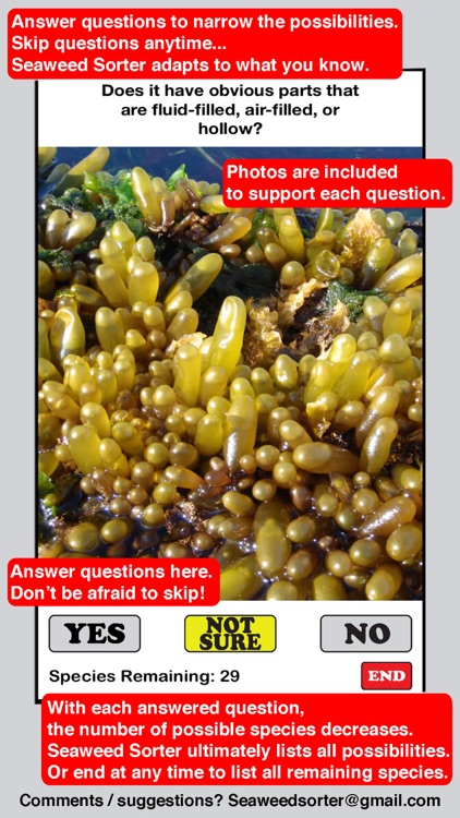 Seaweed Sorter