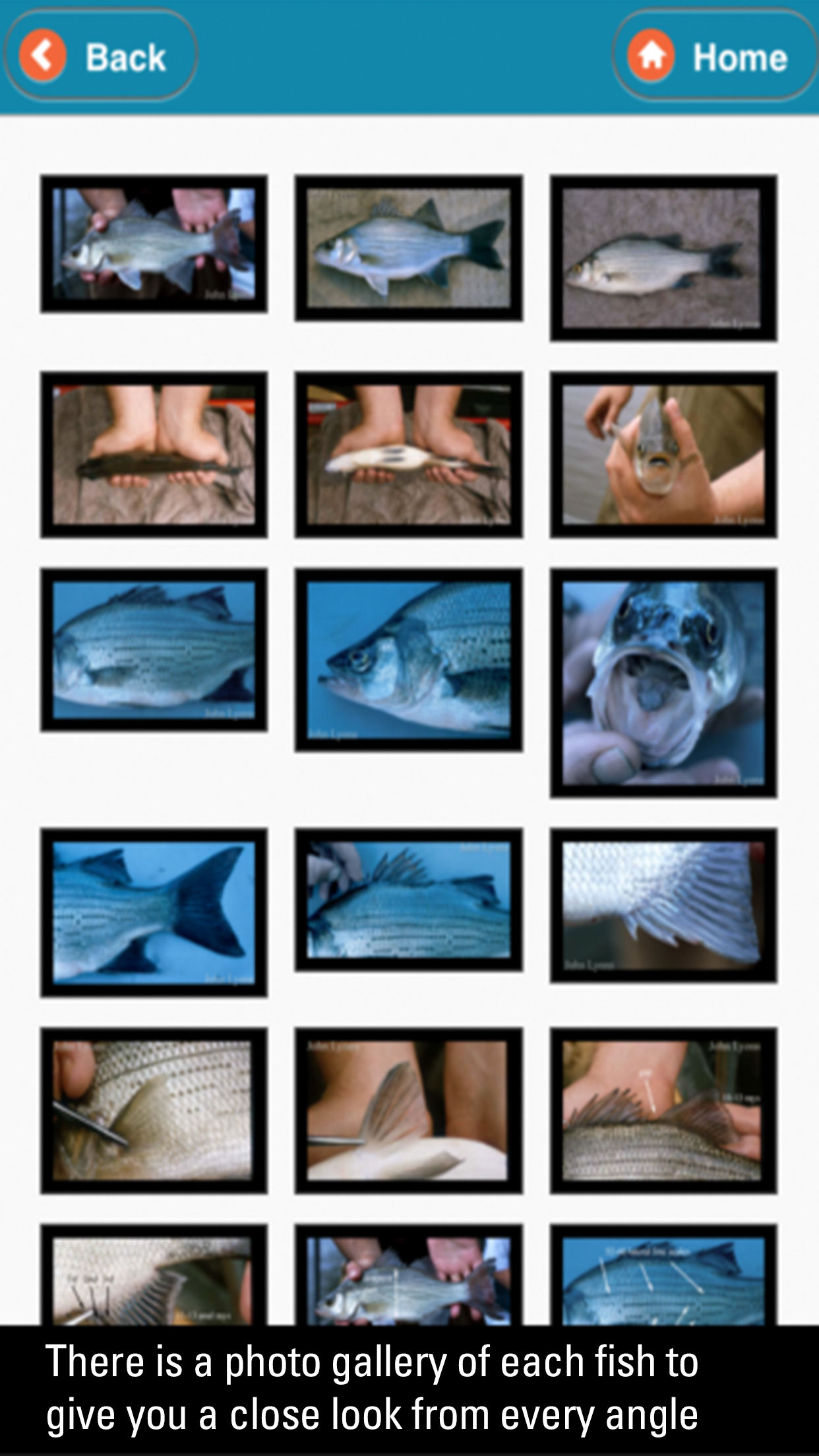 WI Fish ID screenshot 5