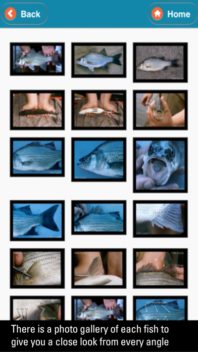 WI Fish ID iPhone screenshot 5 - Education app