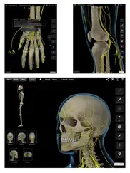 brain & nervous system pro iii айпад изображения 4