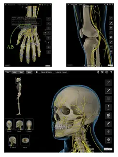 Brain & Nervous System Pro III iPad image 4