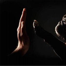 French Bully Fan Page