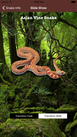 Snake Info(圖5)-速報App
