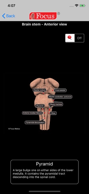 NEUROANATOMY - Digital Anatomy(圖4)-速報App