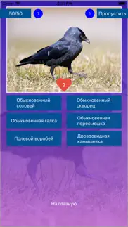 Птицы - Викторина айфон картинки 4