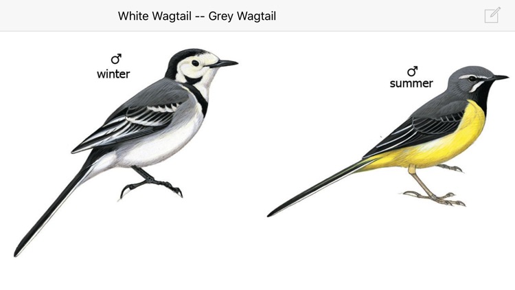 eGuide to Birds of the Middle East screenshot-4