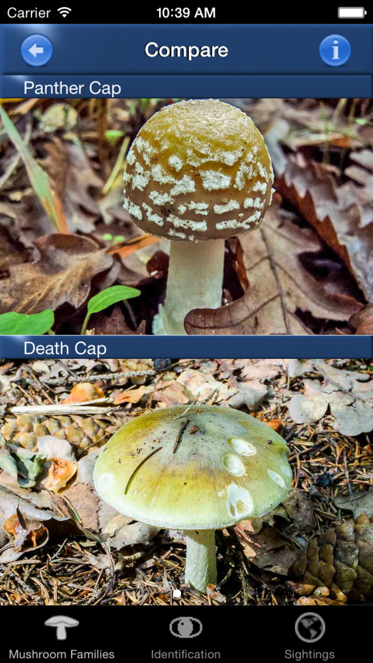 Mushroom Id Guide - UK screenshot 4