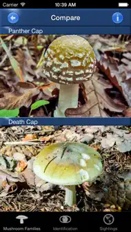 Mushroom Id Guide - UK iphone bilder 3