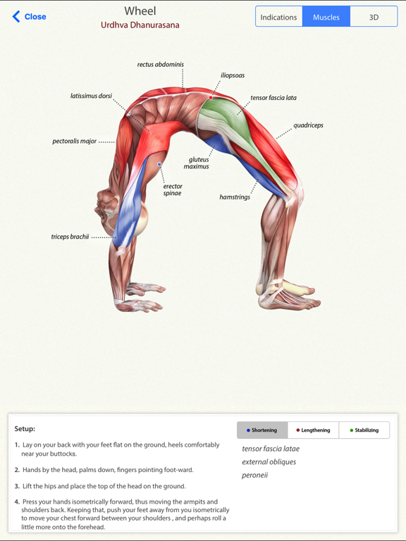 Screenshot #1 for 3D Yoga Anatomy