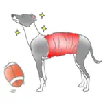 Italian Greyhound Dog IggyMoji App Contact