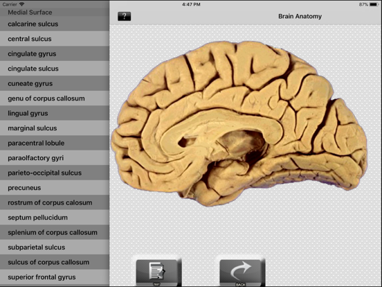 Screenshot #4 pour Brain Anatomy