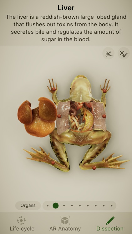 Froggipedia