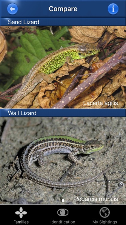 Reptile Id - UK Field Guide