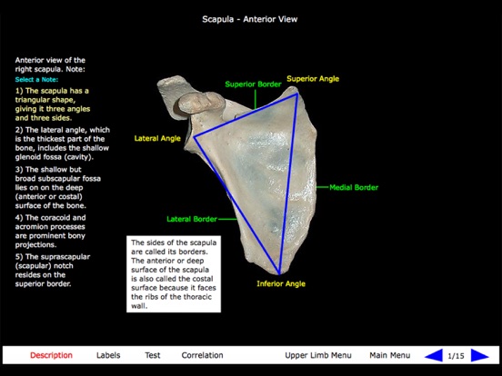 Gross Anatomy of the Skeleton iPad screenshot 8 - Medical app