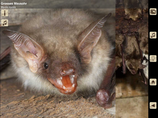 Swiss Bats iPad app afbeelding 1