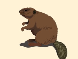 This sticker pack is full of beaver stickers for you to share with family and friends