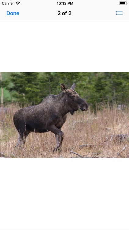 Moose Sticker Pack screenshot-4