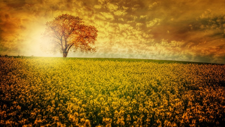 8K Backgrounds XR