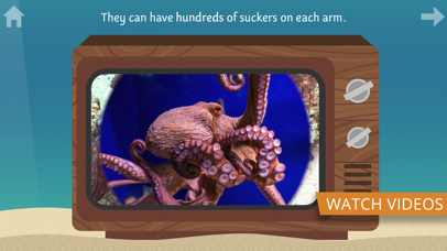 Dolphin Facts for Kids screenshot 3