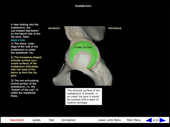 Gross Anatomy of the Skeleton iPad screenshot 9 - Medical app