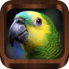 Icon Bird Songs - Bird Call & Guide