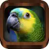 Bird Songs - Bird Call & Guide App Feedback