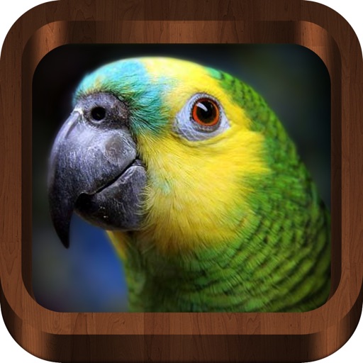 Bird Songs - Bird Call & Guide icon