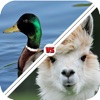 Tic Toc: Llama Duck