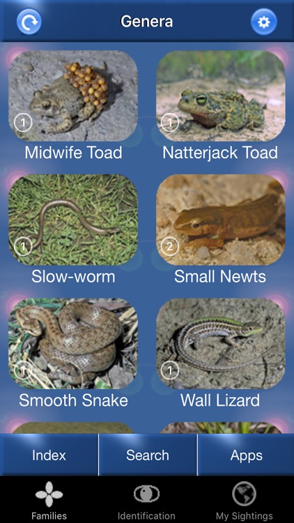 Reptile Id - UK Field Guide