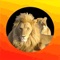 This newly updated, popular and informative Kruger Park map app and offline guide is a must for those planning to visit the Kruger on safari into the wild