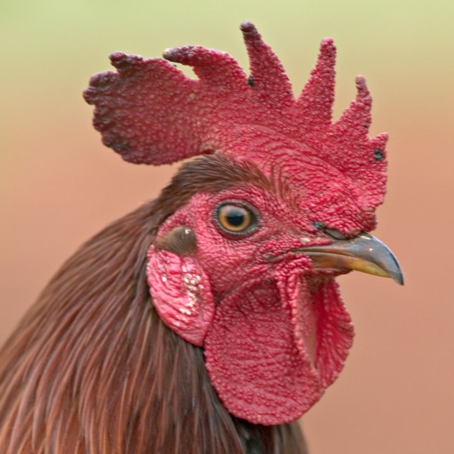 rooster crowing sound effect