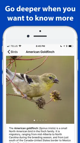 Game screenshot Name the bird! hack
