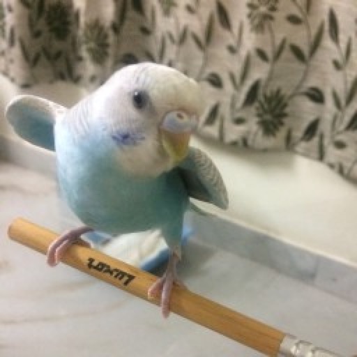 Pet Budgie Information & Care