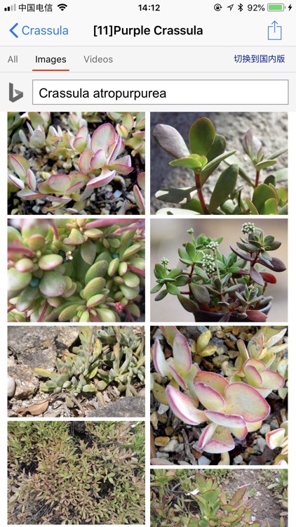 Succulents screenshot-4