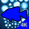 Aquarium 4K - Ultra HD Video icon