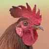 Rooster Sounds App Feedback