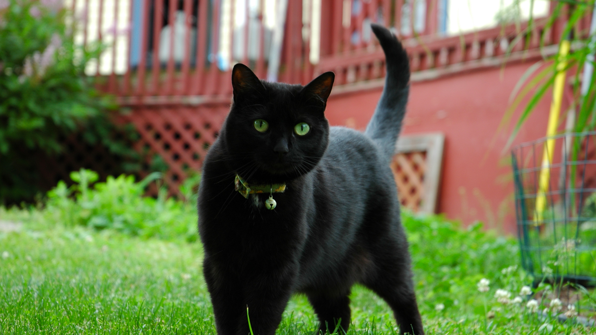 Звуки гуляющих котов. Кот манки. Кошка карабкается. Кошки живут на улице. Кошка выходит из дома.