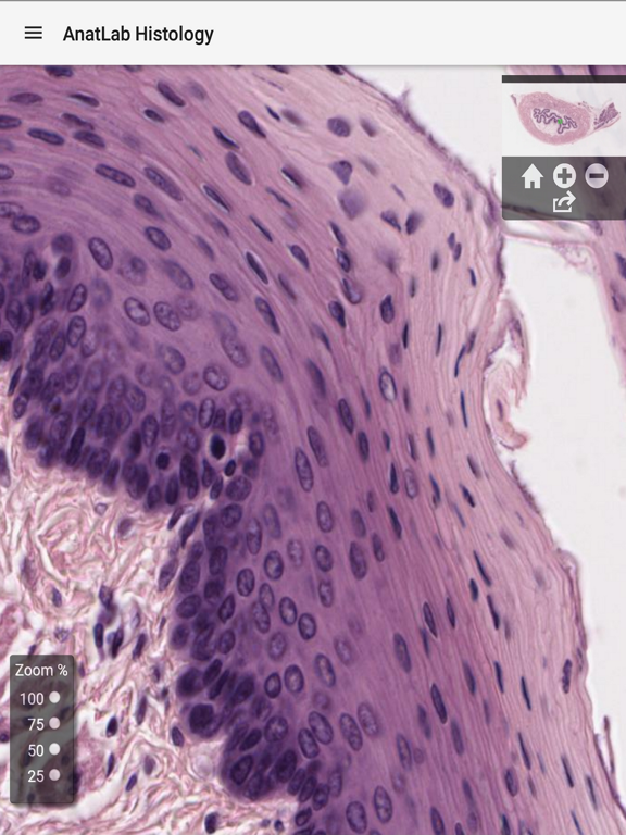 AnatLab Histology iPad screenshot