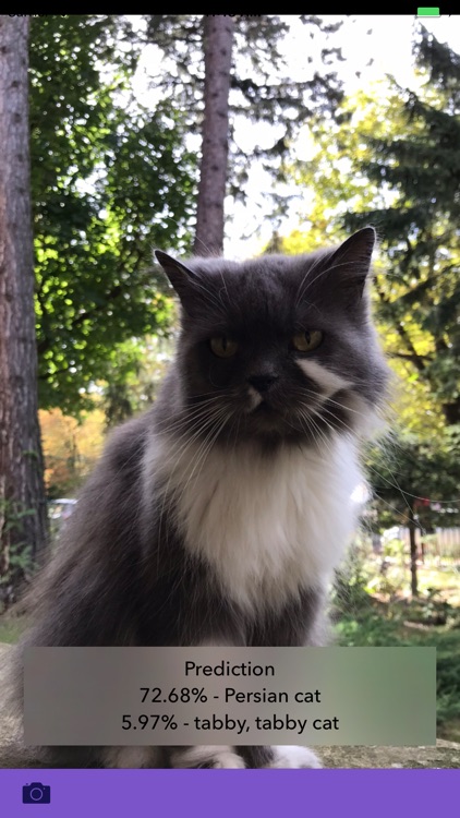 What a cat? screenshot-4