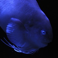 Fish in Aquamarine-FUKUSHIMA app icon - Photo & Video app for iPhone