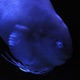 Fish in Aquamarine-FUKUSHIMA app icon - Photo & Video app for iPhone