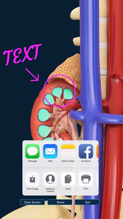 Urinary System screenshot 4