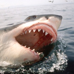 Great white shark © Jostimages