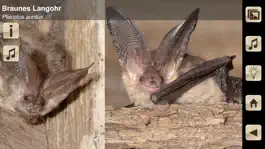 Game screenshot Swiss Bats hack